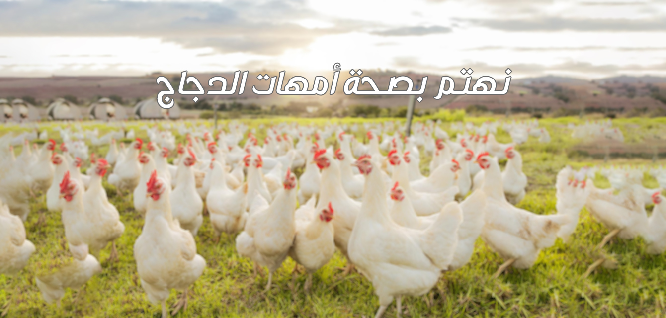 مزرعة الدجاج copy