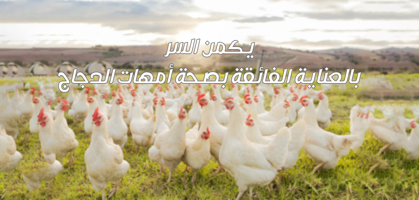 مزرعة الدجاج copy2